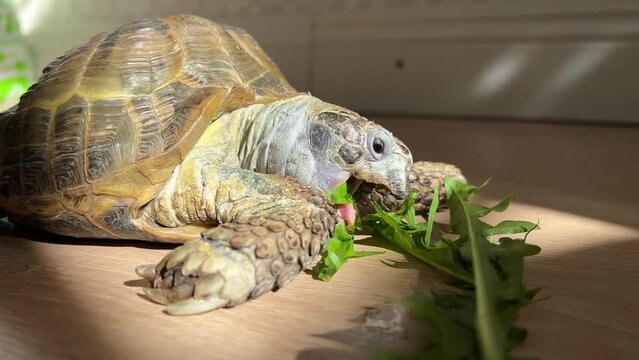 The Mediterranean land turtle eats green dandelion weeds under the sun at home.