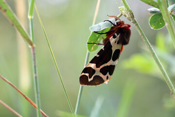 Closeup of a beautiful Garden Tiger moth - Arctia caja, moth found in a meadow, Lithuania