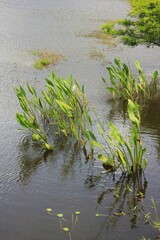 reeds in the water