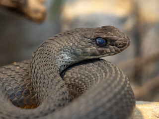 Portrait of a Venomous, Eastern Montpellier Snake, Malpolon insignitus.