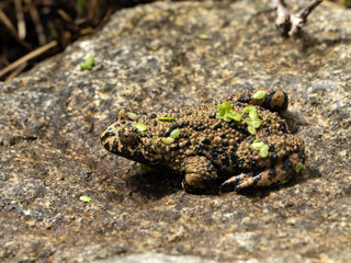 Oriental fire-bellied toad, Bombina orientalis, sits on a rock and blends in with its surroundings.