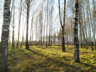 A beautiful landscape in an autumn birch grove. Birch in the sunlight. Autumn forest. Trees. Plants