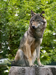 Gray Wolf, Canis l. lupus stands on a boulder and observes the surroundings.