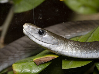 Portrait, Black Mamba, Dendroaspis polylepis, Africa's most venomous snake.