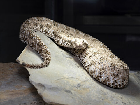 The Spider tailed horned viper, Pseudocerastes urarachnoides, is probably the rarest viper with a spider tail ending.