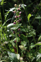 Obraz premium Broad-leaved helleborine - Epipactis helleborine, common wild orchid flower in meadow, Europe