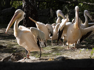 The Great White Pelican, Pelecanus onocrotalus, cleans its feathers.