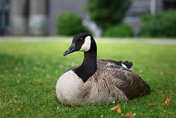 Obraz premium side view of canada goose on meadow