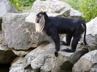 A male Lion tailed Macaque, Macaca silenus, stands on a large boulder and observes the surroundings.