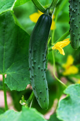 a large long green cucumber in a vegetable garden close-up