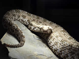 The Spider tailed horned viper, Pseudocerastes urarachnoides, is probably the rarest viper with a spider tail ending.