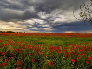 Campo de amapolas