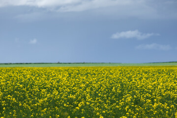 Rapessed field yellow flowers
