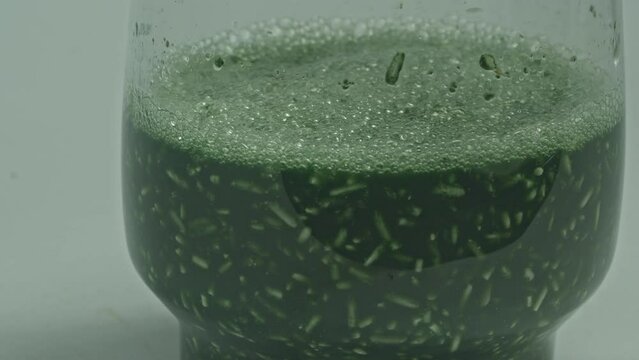Bring fresh Trichoderma fungi into a container and add water to flood, .then use a wooden stirrer to allow the fungus to come off the grain..Prevent and eliminate fungi that destroy plants.