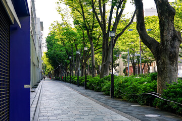 朝日を浴びる表参道のケヤキ並木（東京都渋谷区）