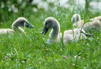 Cute little baby born swans on the meadow