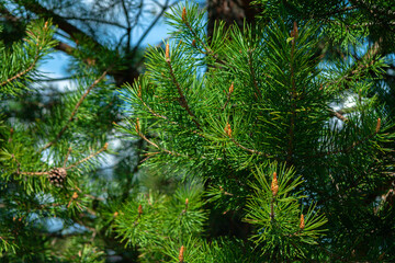 Green spruce branch. prickly needles with bumps appear. A beautiful fir branch with needles. Christmas tree in nature. conifers, cedar, pine. aspen. macro.natural forest background. A place to copy.