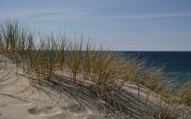 Sand dunes on the shore of the Baltic Sea. Marram grass (beach grass) growing in the sand. Landscape with beach sea view, sand dune and grass.