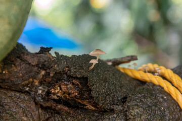 mushroom on a tree