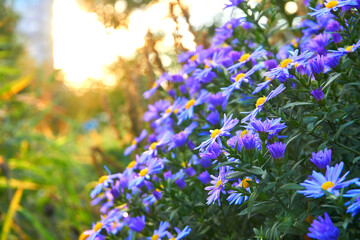Large bush of fragrant purple blue asters October skies and bright sun