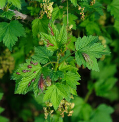 Currant leaf from fungal disease or aphids. Symptoms of damage  - redness leaves of currant, brown blisters on green leaves. Disease of currants, infection with Gallic aphids (Anthracnose). 
