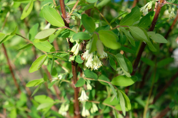 Blossom of haskap berries (honey berry, lonicera caerulea, blue-berried honeysuckle, lonicera kamtschatica, sweetberry) - a superfruit, high antioxidant content. Selective focus.