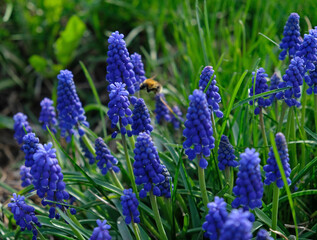 Group of Grape hyacinth (Muscari armeniacum) blooming in spring, selective focus and green grass background. Summer meadow with purple bell-shaped Muscari flowers, floral abstract natural background. 