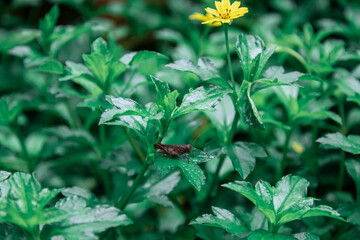 bee on a flower