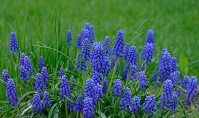 Group of Grape hyacinth (Muscari armeniacum) blooming in spring, selective focus and green grass background. Summer meadow with purple bell-shaped Muscari flowers, floral abstract natural background. 