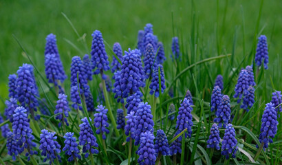Group of Grape hyacinth (Muscari armeniacum) blooming in spring, selective focus and green grass background. Summer meadow with purple bell-shaped Muscari flowers, floral abstract natural background. 