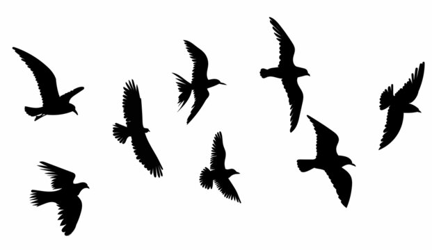 birds flying silhouette on white background, isolated, vector