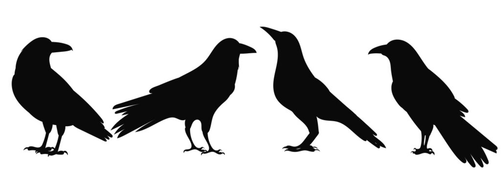 crows silhouette on white background, isolated, vector