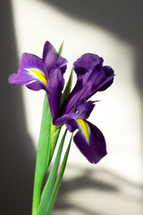 Purple iris flower on a gray wall background with a contrasting shadow