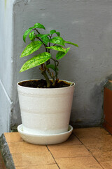 A flower in a white pot stands on the steps