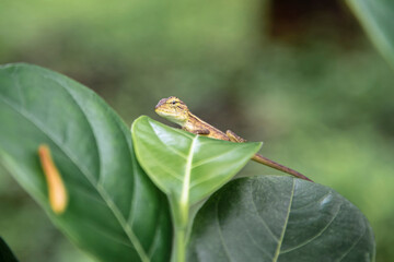chameleon on leaf