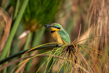 Little bee-eater catching an insect in the okavango