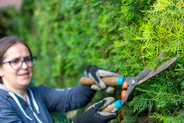 Obraz premium Female hands with garden shears cutting a hedge in the garden. Pruning shears for cutting tree in the garden. Gardening cutting gardener bush garden utensils using a hedge trimmer.