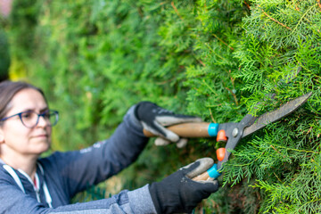 Cheerfully woman Cutting a hedge with clippers. Female Hands with garden shears cutting a hedge in the garden. Garden worker trimming plants. topiary art. gardening service and business 