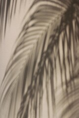 The shadow of a palm tree frond falling on a wall.