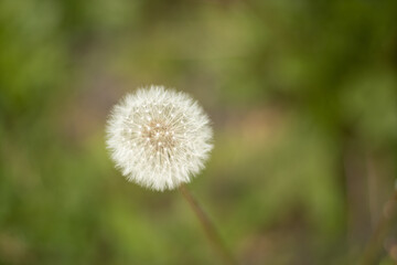 dandelion, white, fluffy one, close-up. In nature. The concept of life, nature, environment, , wildlife, place for text, postcard, High quality photo