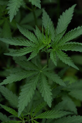 Fototapeta na wymiar Fresh cannabis leaves on a flowering bush close-up. Background for the design concept CBD. Vertical orientation, no people, copy space