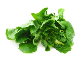 Green butter lettuce vegetable or salad isolated on white background