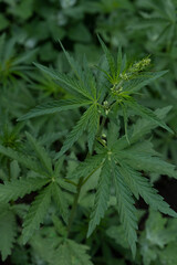 Fresh cannabis leaves on a flowering bush close-up. Background for the design concept CBD. Vertical orientation, no people, copy space