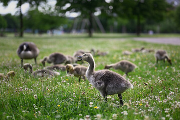 canada goose babies on the meadow