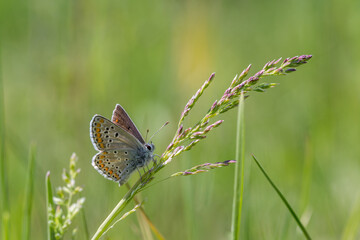 Motyl modraszek ikar na wiosennej łące
