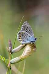 Motyl modraszek ikar na zielonym tle - obrazy, fototapety, plakaty