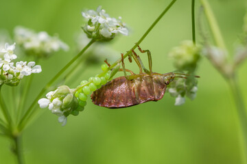 Pluskwiak składający jaja © Henryk Guziak