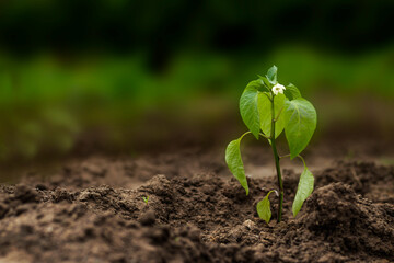 young flower in the ground