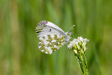 Motyl zorzynek rzeżuchowiec na łące