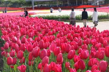 Nabana no Sato tulip festival: Tulip Flower